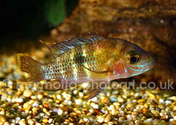 Click to See Next Image