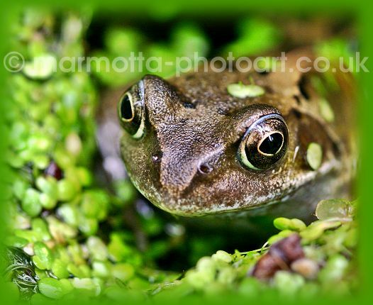 Click to See Next Image