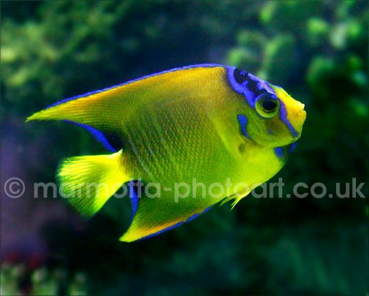 Click to See Next Image