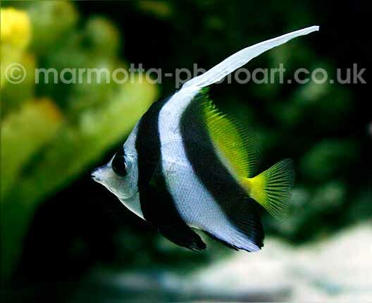 Click to See Next Image