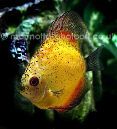 Click to See Next Image