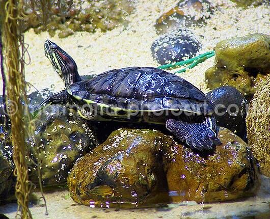 Click to See Next Image