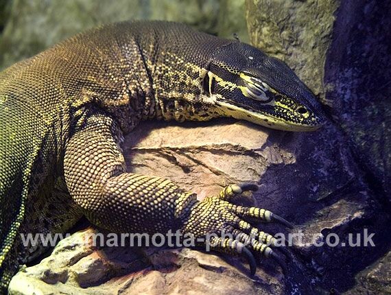 Click to See Next Image