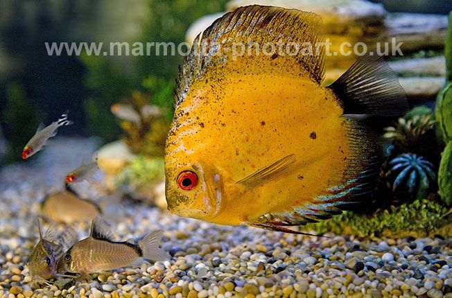 Click to See Next Image