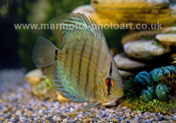 Click to See Next Image