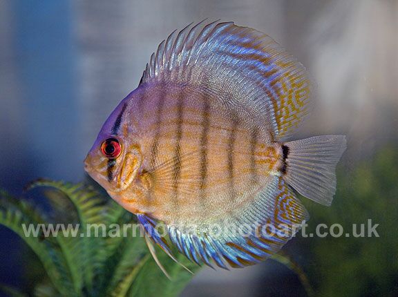 Click to See Next Image