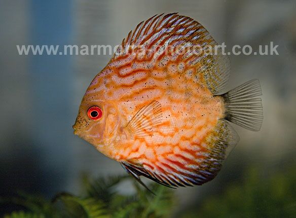 Click to See Next Image