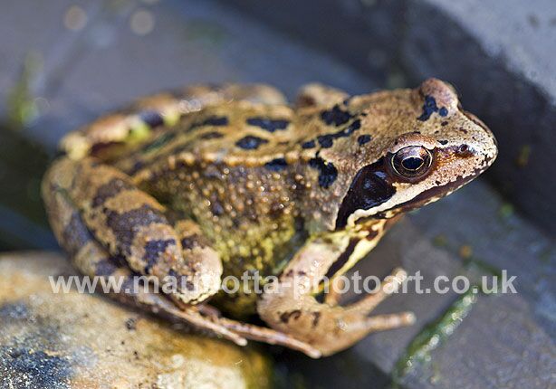 Click to See Next Image