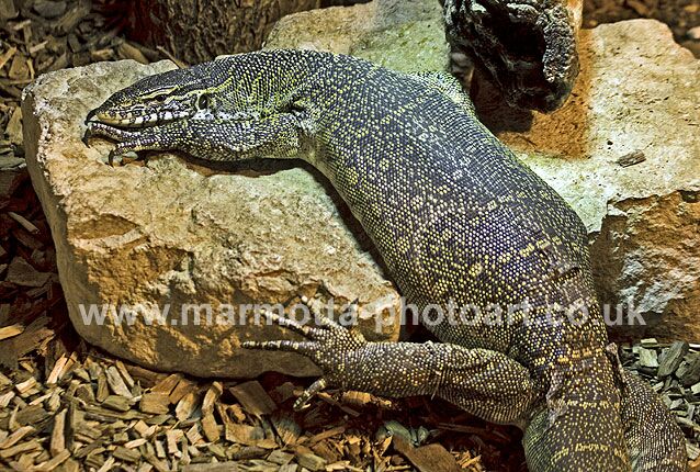 Click to See Next Image