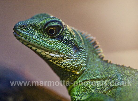 Click to See Next Image