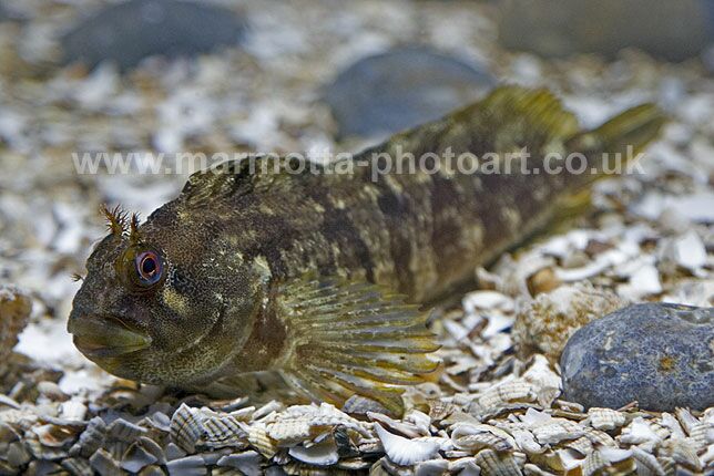 Click to See Next Image