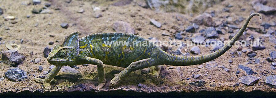 Click to See Next Image