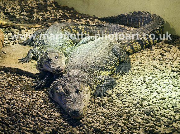 Click to See Next Image