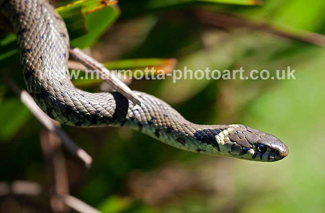 Click to See Next Image