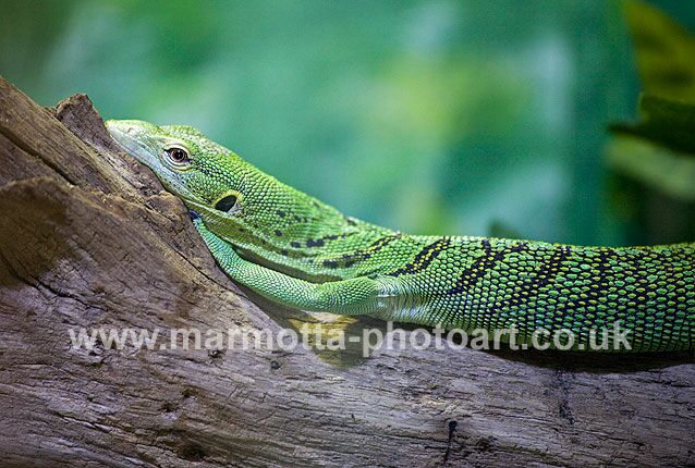 Click to See Next Image