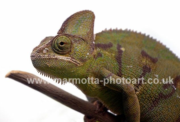 Click to See Next Image