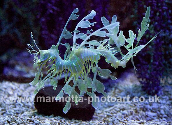 Click to See Next Image