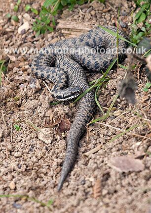 Click to See Next Image