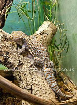 Click to See Next Image