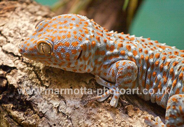 Click to See Next Image