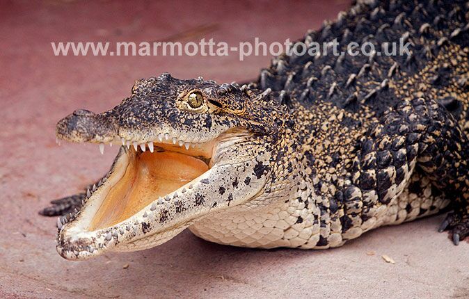 Click to See Next Image