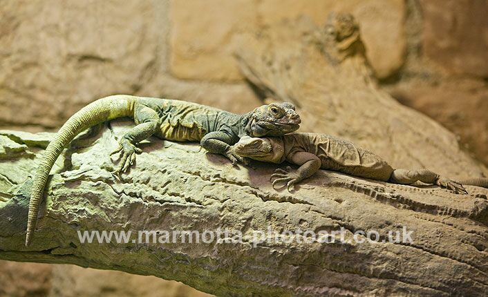 Click to See Next Image