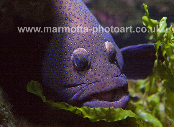 Click to See Next Image