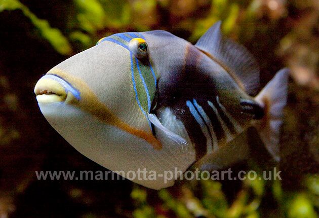 Click to See Next Image