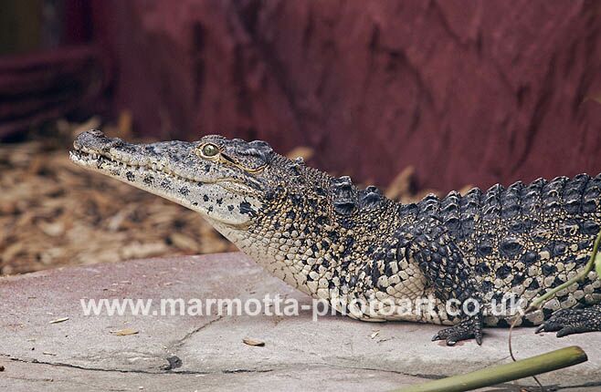 Click to See Next Image