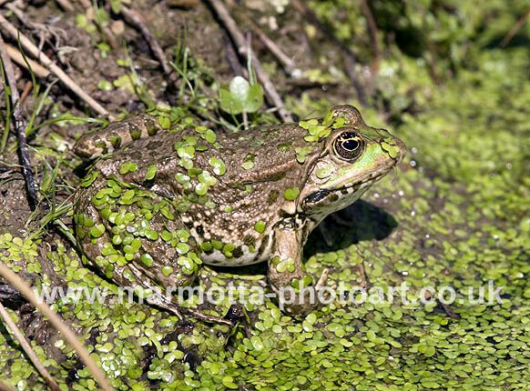 Click to See Next Image