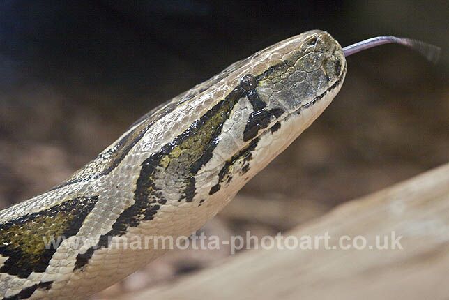 Click to See Next Image