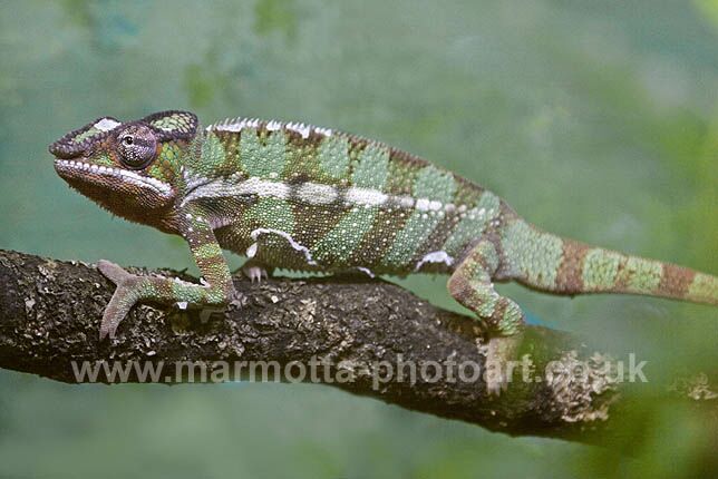 Click to See Next Image