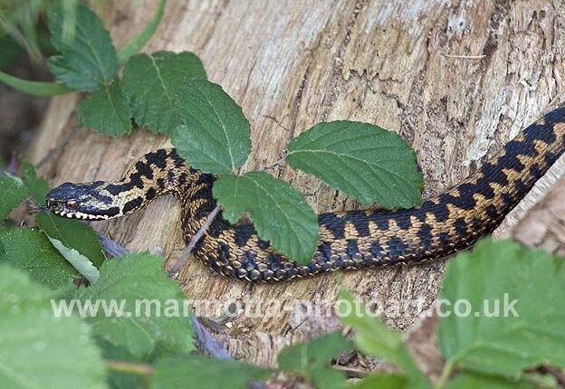 Click to See Next Image