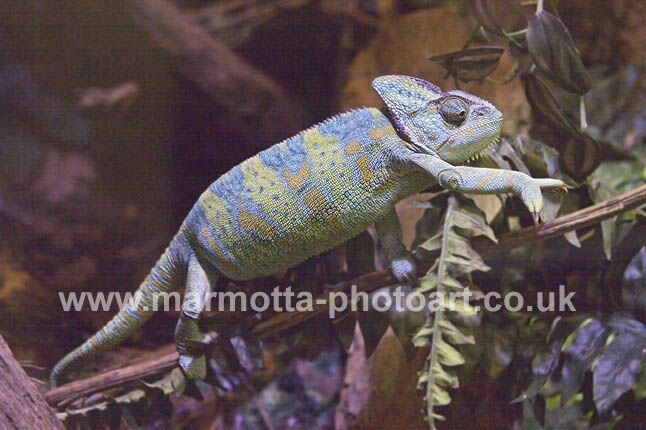 Click to See Next Image