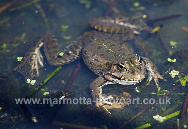 Click to See Next Image