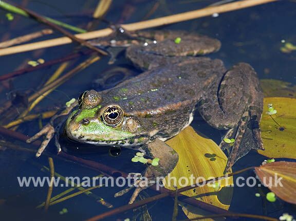 Click to See Next Image