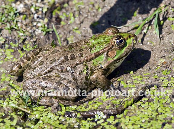 Click to See Next Image