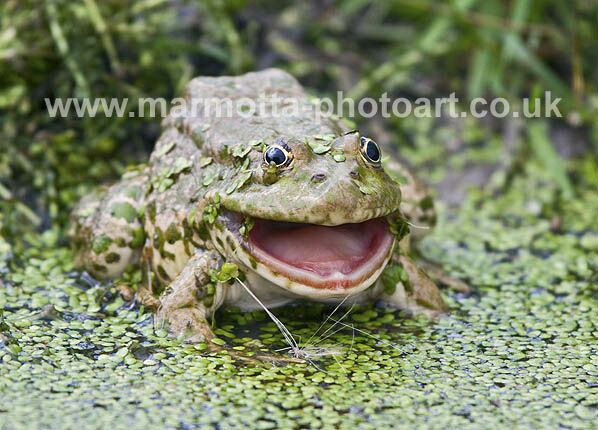 Click to See Next Image