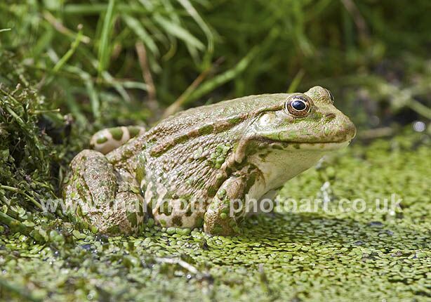 Click to See Next Image