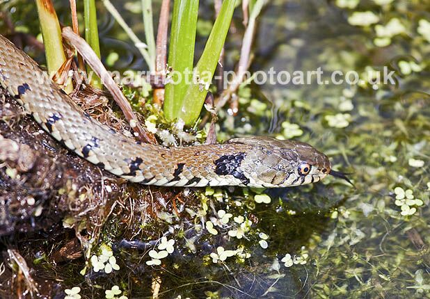 Click to See Next Image