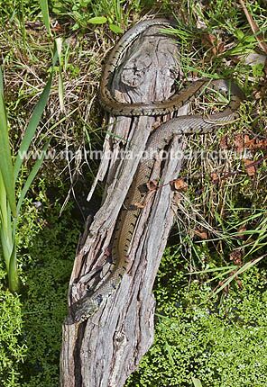 Click to See Next Image