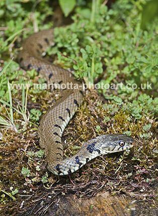 Click to See Next Image