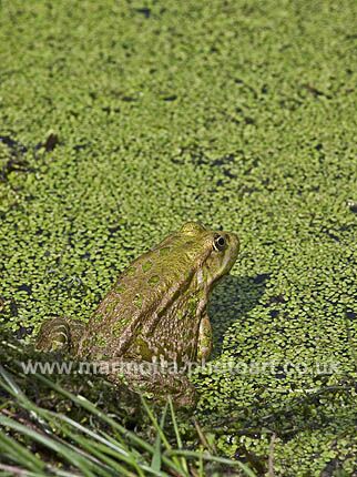 Click to See Next Image