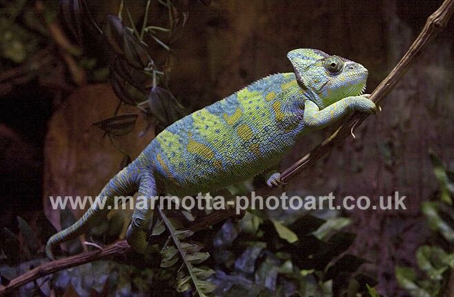 Click to See Next Image