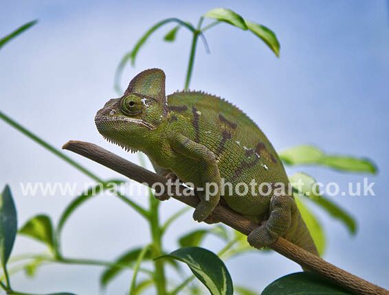 Click to See Next Image