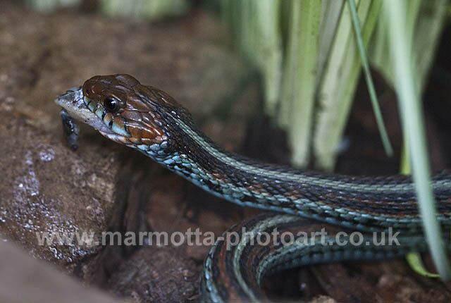 Click to See Next Image