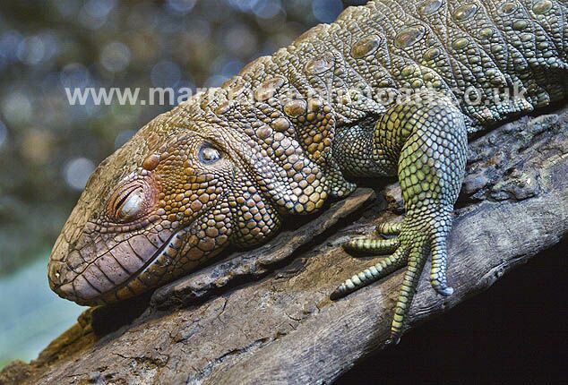 Click to See Next Image