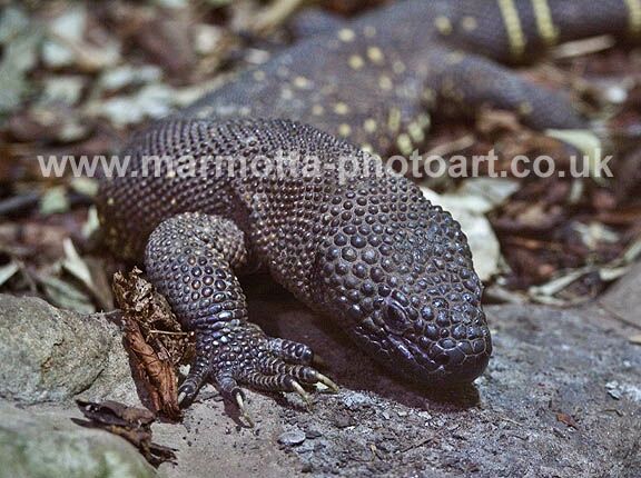 Click to See Next Image