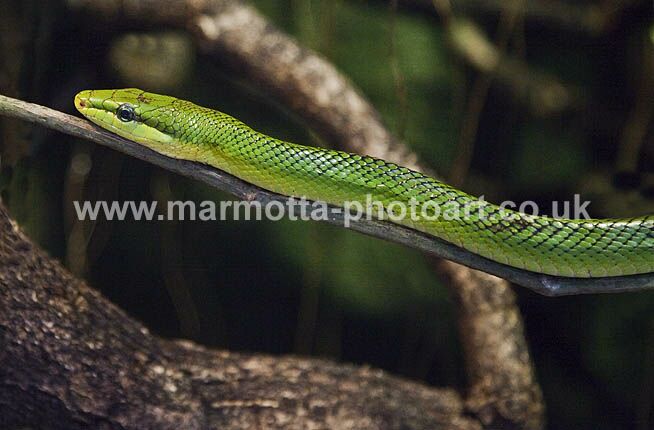 Click to See Next Image