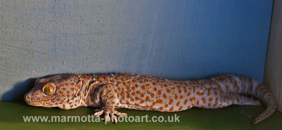 Click to See Next Image